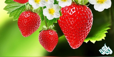 بدرود توت فرنگی های عزیز من