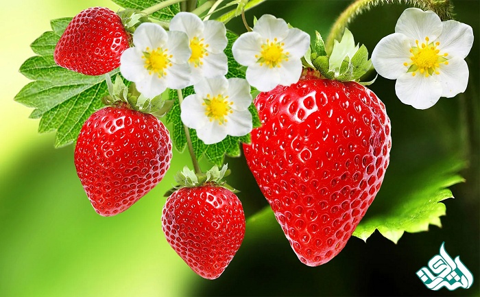 بدرود توت فرنگی های عزیز من